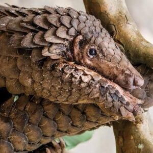 PANGOLIN SPECIES